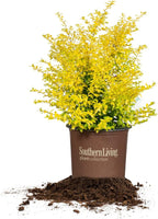 Perfect Plants Sunshine Ligustrum Shrub 3 Gallon | Live Plant Perfect for Southern Climates | Bright Yellow Foliage | Dwarf Shrubs for Landscaping