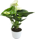 White Anthurium Live Sympathy Plant (Approx 18-21" Tall), Easy to Grow Flowering Houseplant in 6" White Decor Pot by Plants for Pets