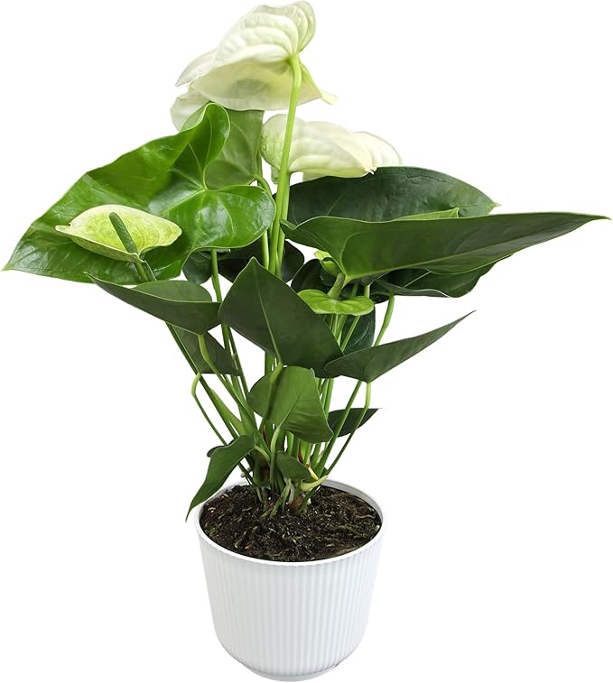 White Anthurium Live Sympathy Plant (Approx 18-21" Tall), Easy to Grow Flowering Houseplant in 6" White Decor Pot by Plants for Pets