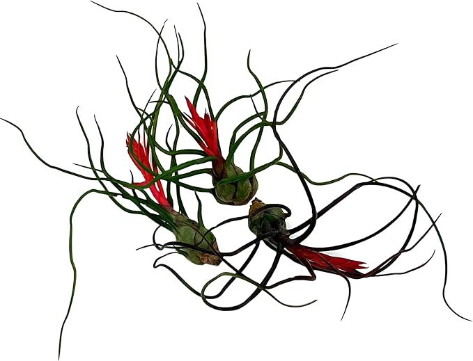 ragnaroc Air Plants - Flowering Tillandsia Bulbosa Guatemala, Large 3-5" - 3ct - Live Arrival Guaranteed - House Plants for Home Decor & Gift
