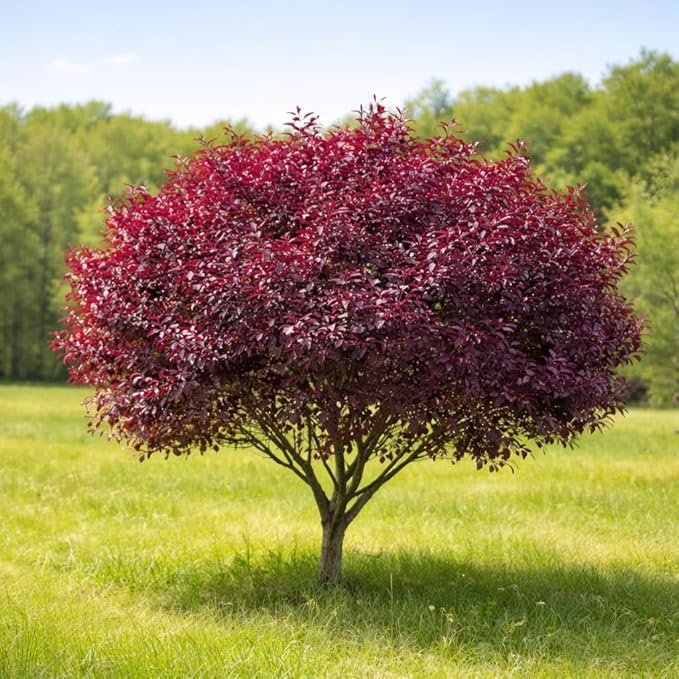 2 Purple Leaf Sand Cherry Trees/Shrubs - 3-4 Foot Tall Tall Live Plants - Purpleleaf Cistena Plum Bushes - Prunus x cistena - (2 Pack)