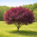 2 Purple Leaf Sand Cherry Trees/Shrubs - 3-4 Foot Tall Tall Live Plants - Purpleleaf Cistena Plum Bushes - Prunus x cistena - (2 Pack)