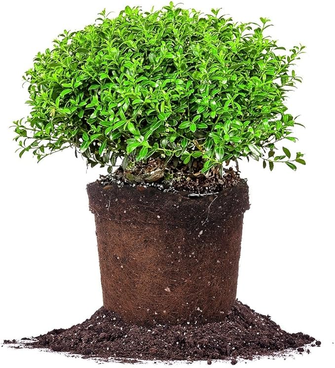 Soft Touch Holly - Size: 1 Gallon, Live Plant, Includes Special Blend Fertilizer & Planting Guide
