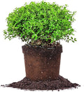 Soft Touch Holly - Size: 1 Gallon, Live Plant, Includes Special Blend Fertilizer & Planting Guide