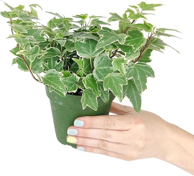 Golden English Ivy (4 inch) - Air-Purifying Houseplants - 4/6 inch Unique Live Decorative Houseplants - Low-Maintenance Indoor Plants, House Warming Gift, Natural Air Purifier