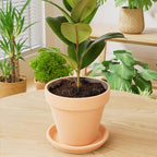 4 PCS 11.8 Inch Indoor Plant Protector from Cats Black Plant Pot Cover Plant Covers from Animals