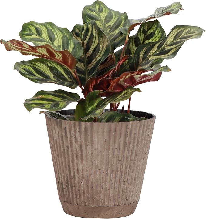 Thorsen's Greenhouse Peacock Calathea, Live Indoor Plant, Safe for Pets, Colorful Foliage, Rare Variety, Peacock Plant, 4" Diameter (Coffee)