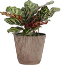 Thorsen's Greenhouse Peacock Calathea, Live Indoor Plant, Safe for Pets, Colorful Foliage, Rare Variety, Peacock Plant, 4" Diameter (Coffee)