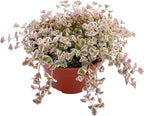 Sprout N Green 4" Sedum Little Missy Variegated, Live Trailing Succulent Rooted in Pot, House Plant for Home Office Wedding Hanging Decoration, DIY Projects, Party Favor, Pet Friendly, Easy to Care