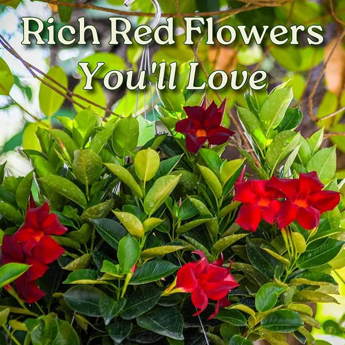 Tropical Plants of Florida Red Dipladenia Hanging Basket 12 Inch Live Flowering Plant, 14 Inch Wide by 18 Inch Tall, Vibrant Red Patio Porch Balcony Blooms