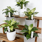 KINGLAKE Plant Labels,Plastic Plant Tags 4 Inch,200 Pcs Nursery Garden Labels Plants Markers for Outdoor Garden Waterproof,Plants Name Tags White with Marking Pen