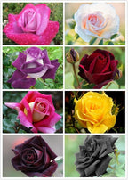 100PCS Dark Rose Mixed Color Rose Seeds Rare Garden Flower Seeds Heirloom