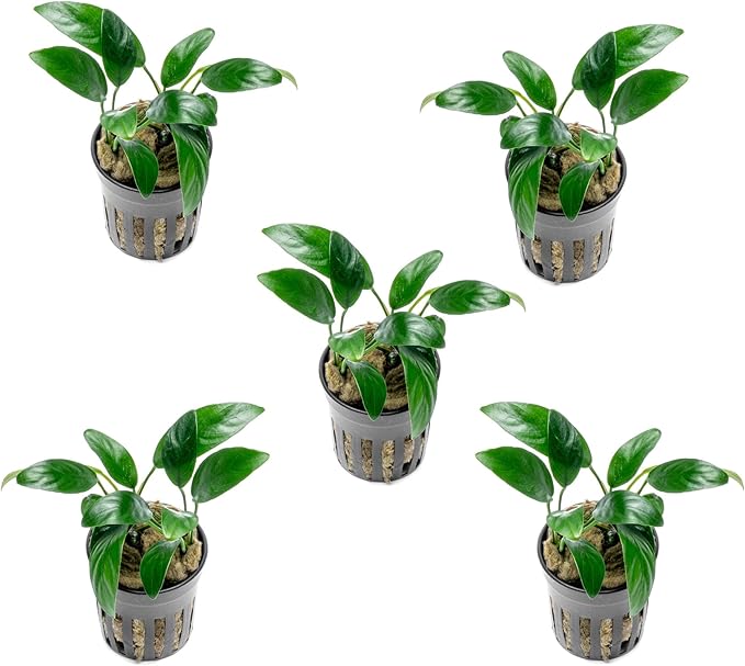 SubstrateSource Anubias Live Aquarium Plants - Potted Freshwater Plant for Fish Tanks, Terrariums - Beginner Friendly Low Light (Congensis Mini, 5 Pots)
