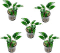 SubstrateSource Anubias Live Aquarium Plants - Potted Freshwater Plant for Fish Tanks, Terrariums - Beginner Friendly Low Light (Congensis Mini, 5 Pots)