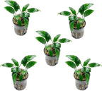 SubstrateSource Anubias Live Aquarium Plants - Potted Freshwater Plant for Fish Tanks, Terrariums - Beginner Friendly Low Light (Congensis Mini, 5 Pots)