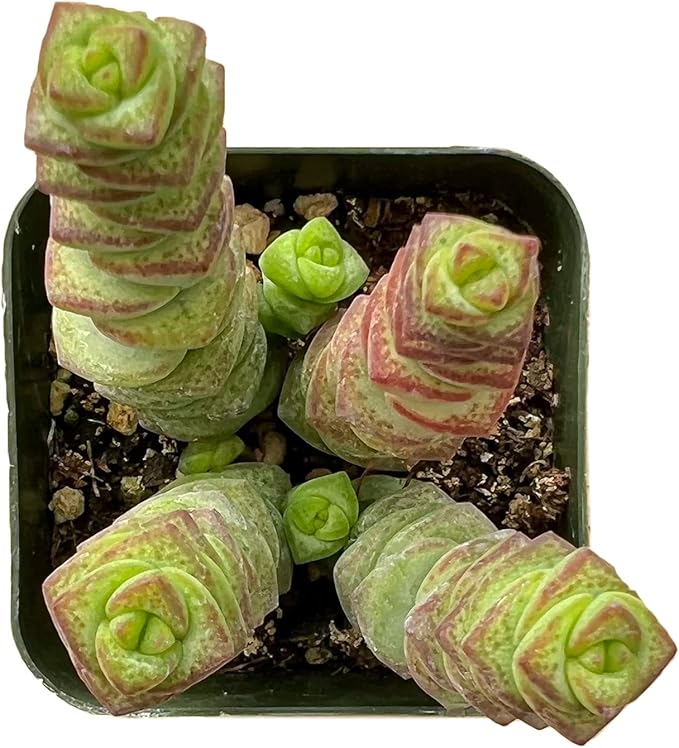 Sprout N Green Crassula Baby's Necklace, Live Trailing Succulent String of Buttons Fully Rooted in 2" Pot, House Plant for Home Office Wedding Hanging Decor, DIY Project, Party Favor, Pet Friendly