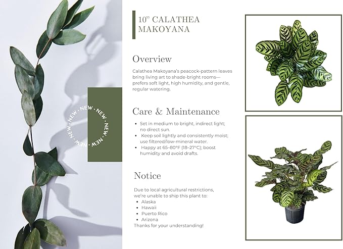 Calathea Makoyana – 10 Inches Grower Pot – Peacock Plant – Live Air Purifying Indoor Plant with Patterned Green Leaves, Easy Care Tropical Home Décor