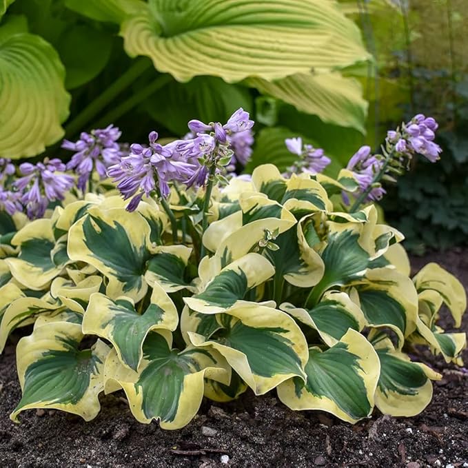 50pcs Mixed Hosta Seeds for Planting Outdoors Rare Perennial Flower Shade Hosta Plant Moderate Drought Tolera