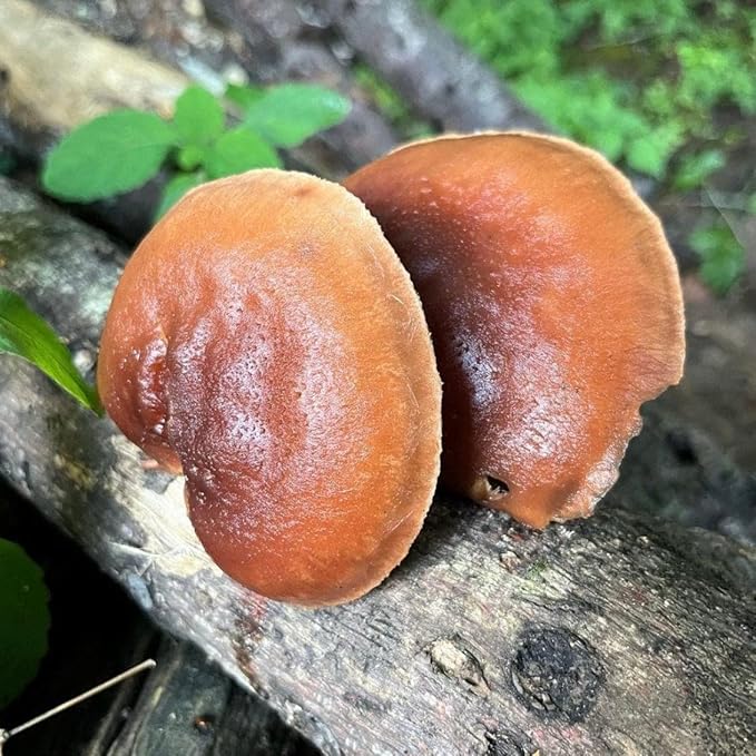 North Spore Organic Red Reishi Outdoor Mushroom Log Growing Kit | Includes 100 ct. Bag of Plug Spawn | Complete Log Starter Kit with Instructions | Handmade in Maine, USA