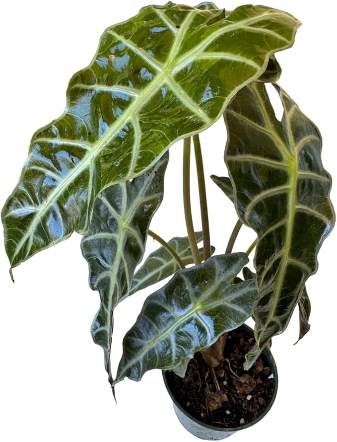 Alocasia Polly African Mask Plant | 10-12 inch Tall | Indoor Live Plant | Easy Care and Rare Plant in 4 inch Pot