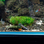 SubstrateSource Live Planted Decor - Christmas Moss (Vesicularia montagnei) on Clay - Low Light, Green Accent Freshwater Aquatic Plant, Foreground to Midground Placement for Aquascaping - 1 Pack