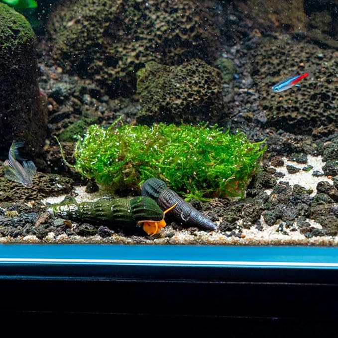 SubstrateSource Live Planted Decor - Christmas Moss (Vesicularia montagnei) on Clay - Low Light, Green Accent Freshwater Aquatic Plant, Foreground to Midground Placement for Aquascaping - 1 Pack