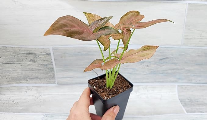 Syngonium Pink Perfection, Syngonium Pink Schott, Syngonium Pink Arrow Live Rare Houseplants All Plants are Fully Rooted Plants in 4 inch Pot by 3exoticgreen