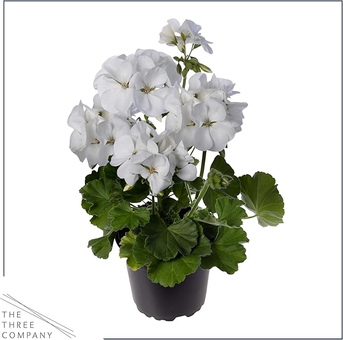 Live Flowering Zonal Geraniums - Grower's Choice Assorted Colors (3 Plants Per Pack) - Beautiful Spring Flowers - 12" Tall by 5" Wide in 1 Qt Pot
