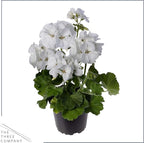 Live Flowering Zonal Geraniums - Grower's Choice Assorted Colors (3 Plants Per Pack) - Beautiful Spring Flowers - 12" Tall by 5" Wide in 1 Qt Pot