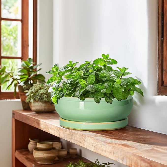 10 Inch Bonsai Tree Pots - Ceramic Succulent Pots with Drainage Hole and Tray, Shallow Planter for Indoor Outdoor Plants, Round Planters, House Decor, Gifts for Plant Lovers, Light Green