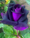Bonsai Germany Rare Purple Roses 30Pcs Dragon Rose Heirloom Seeds Flowering Plants
