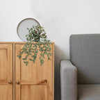 2 Pack Fake Hanging Plants for Shelf in Back Pot, Small Artificial Hanging Ivy Vine Plants Indoor Fake Potted Greenery Plant for Home Room Wall Tabletop Mantel Decor, Mimi Faux Peperomia Plant Set