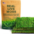 Real Live Moss for Terrariums,Jumping Spider, Reptile Habitats & Mini Landscapes – Naturally Cultivated Live Moss, Revives in 5 Minutes with Water Mist, Grows & Multiplies (3 Sheets, 3.5”x7”)