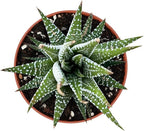 Sprout N Green Haworthiopsis fasciata 'Big Band', Live Succulent Fully Rooted in 4" Pots, Rare House Plant for Home Office Indoor Outdoor Wedding Decoration, DIY Projects, Party Favor