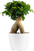 Costa Farms Bonsai Miniature Tree Live Plant in Decorative Pot, Easy Indoor Houseplant, Assorted Variety, Zen Home, Room, or Office Decor, House Warming or Birthday Gift, 12-15 Inches Tall