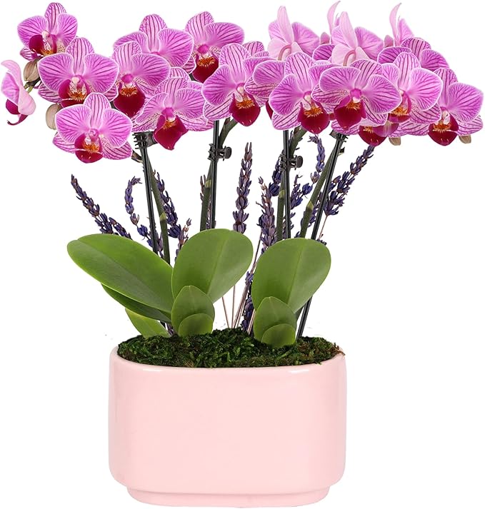 Green Circle Growers 4" Mini Pink Orchid Plant with Lavender Accent in Pink Ceramic Planter – Live Indoor Flower, Easy Care Orchid, Gift Ready