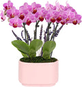 Green Circle Growers 4" Mini Pink Orchid Plant with Lavender Accent in Pink Ceramic Planter – Live Indoor Flower, Easy Care Orchid, Gift Ready