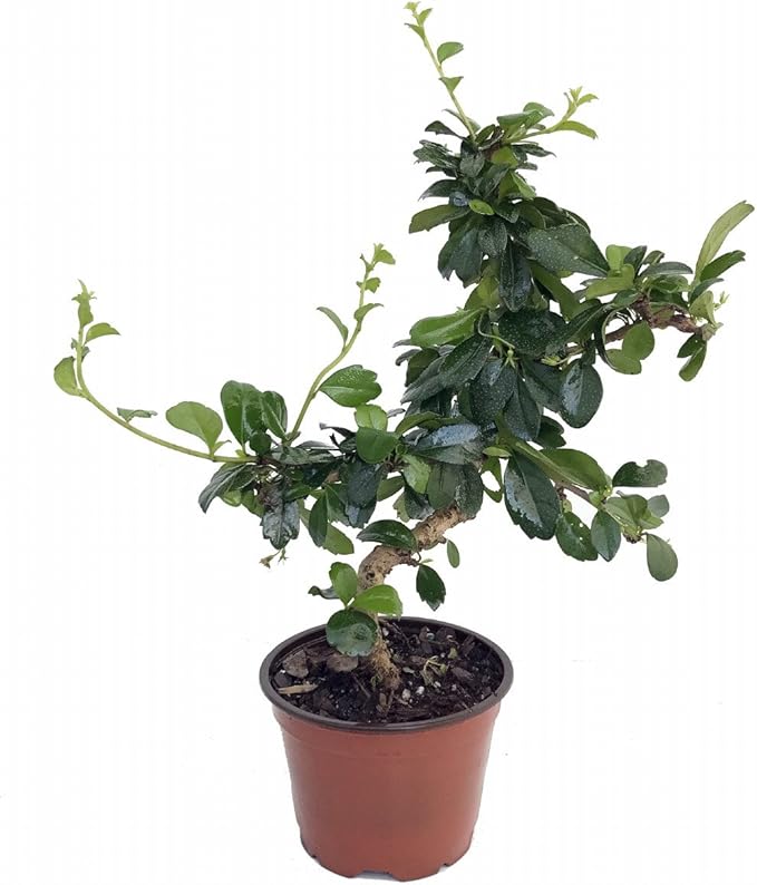 Stylized Imported Fukien Tea Bonsai Tree or House Plant - Carmona - 4" Pot
