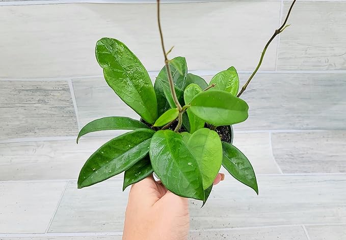 Hoya Carnosa Live in 4 inch Nursery Plant Pot Live Rare Exotic Tropical Indoor House Plants Easy to Grow Housewarming Gift Decoration Gift for Home or Office by 3exoticgreen