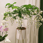 Climbing Jasmine Flower Seeds for Planting, 100 Jasminum Sambac Seeds, Perennial Flower Plants, Non-GMO Heirloom Climbing Jasmine Seed for Home Garden, Balcony, Vertical Garden Decor