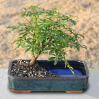 Brussel's Bonsai Live Hawaiian Umbrella Bonsai Tree - Medium, 5 Year, 6 to 10 Inches Tall - Indoor Bonsai Tree with Water Bonsai Pot