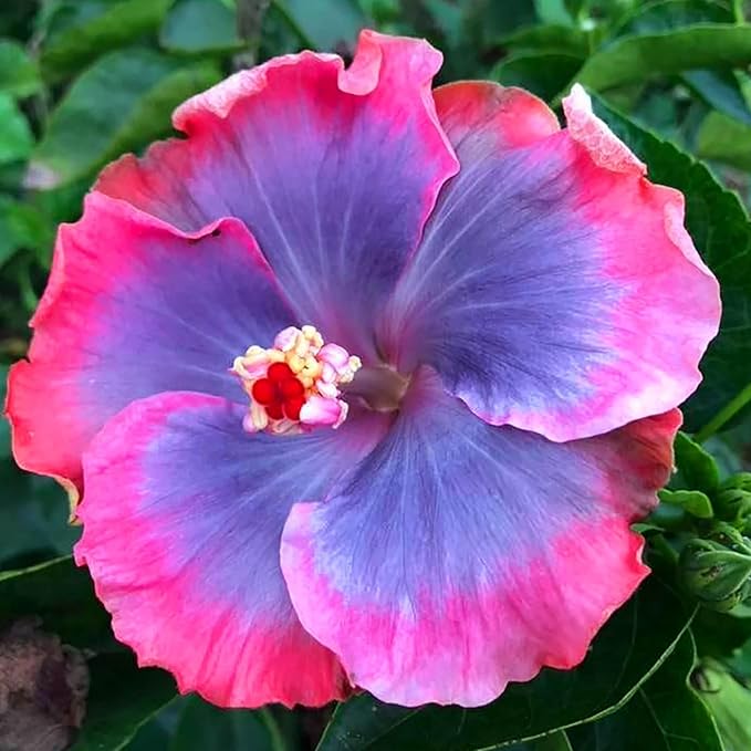 50+ Rare Hibiscus Seeds for Planting - Black Pink Purple Hibiscus Seeds Non-GMO Perennial Hardy Giant Flowers