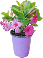 Bluephoria Dipladenia Bush Live Plant, Blue Purple Tropical Flowering Patio Plant, 1 Gallon Pot, 14 Inch Tall Plant, Compact Bush Dipladenia for Outdoor Containers, Garden Beds, Zones 9–11