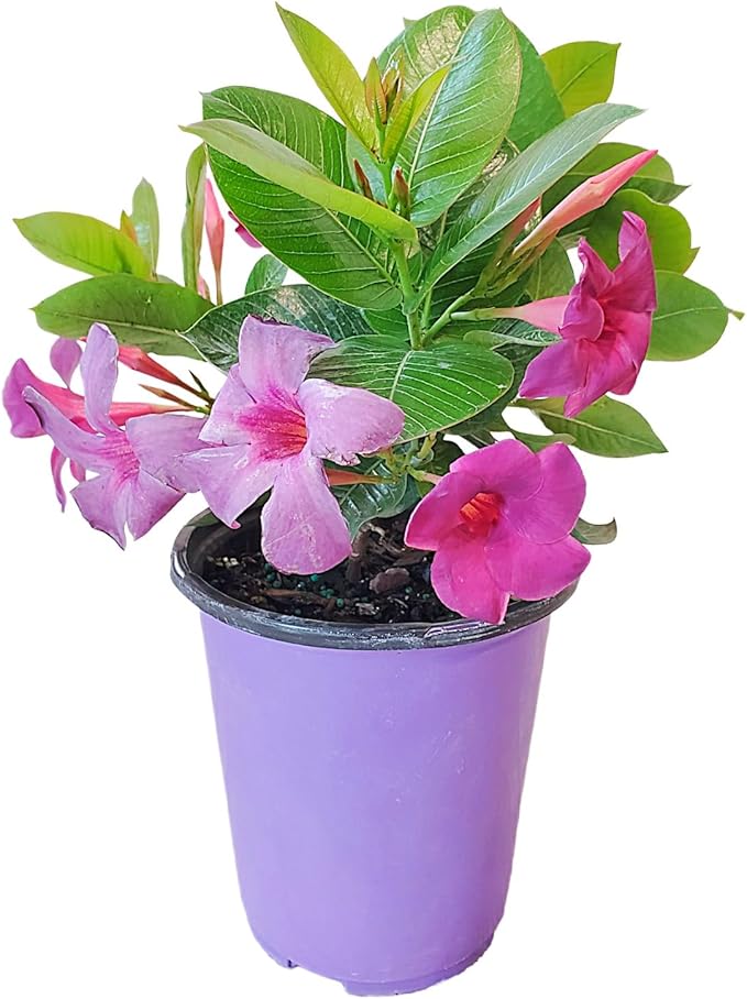 Bluephoria Dipladenia Bush Live Plant, Blue Purple Tropical Flowering Patio Plant, 1 Gallon Pot, 14 Inch Tall Plant, Compact Bush Dipladenia for Outdoor Containers, Garden Beds, Zones 9–11