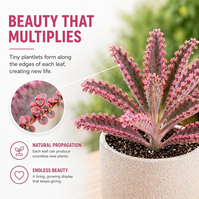 4 Pack Pink Mother of Millions Live Plant 2 Inch Pot Kalanchoe Delagoensis Starter Succulent Easy Care Indoor Outdoor Houseplant Fast Growing Self Propagating Unique Gift Rare Succulent Plant