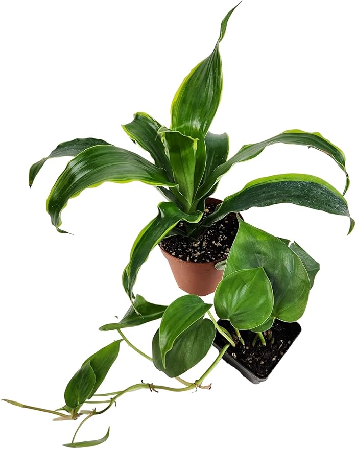 Josh's Frogs 18x18x24 Tree Frog Vivarium Plant Kit