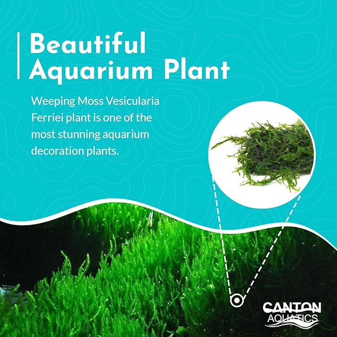 Weeping Moss Vesicularis Ferriei - Live Aquarium Plants for Beginners, Ideal for Shrimp, Low Light Conditions - Enhance Your Tank with Aquarium Plants Live and Aquarium Plants