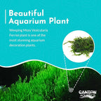 Weeping Moss Vesicularis Ferriei - Live Aquarium Plants for Beginners, Ideal for Shrimp, Low Light Conditions - Enhance Your Tank with Aquarium Plants Live and Aquarium Plants