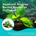 Live Anubias Barteri (Nana) Rooted on Driftwood - Absorb Impurities & Toxicness for Water - All Natural & Organic Aquatic Plant - Long Lasting & Easy to Care - Medium