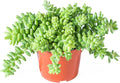 Sprout N Green Donkey's Tail, Live Sedum Morganianum-Burro's tail Succulent in 4" Pot, Trailing Plant for Home Office Indoor Outdoor Hanging Decor, DIY Project, Party Favor, Pet Friendly, Easy to Care